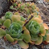 Aeonium virgineum (Barranco de Azuaje, G.C., Canary Islands) (unrooted cuttings - boutures non racinées)